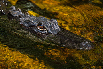 Alligator closeup shot in Florida's Everglades