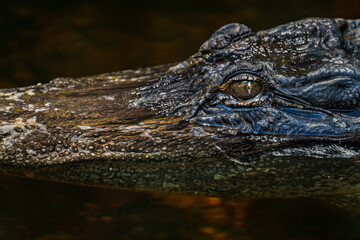 Alligator closeup shot in Florida's Everglades