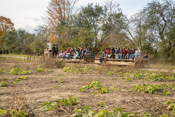 People enjoy a hay ride behind a tractor on their way through a pumpkin patch.