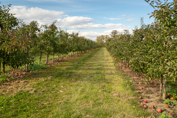 Naklejka premium A view through the rows of apple trees in an orchard.
