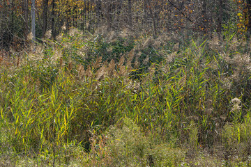 Tall wild grass grows in a field.