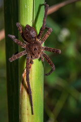 Large spider hunting in the marsh.