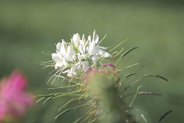 美しいクリオメ