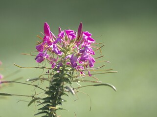 美しいクリオメ