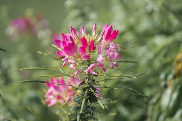 美しいクリオメ