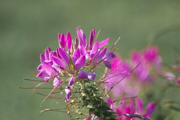 美しいクリオメ