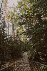 Boardwalk hiking trail along the Bean and Bear Lakes Superior Hiking Trail in Minnesota