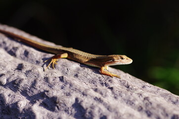 カナヘビの日光浴