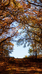 autumn in the forest