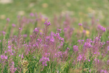 Fototapeta premium Fireweed wildflowers in Glacier National Park
