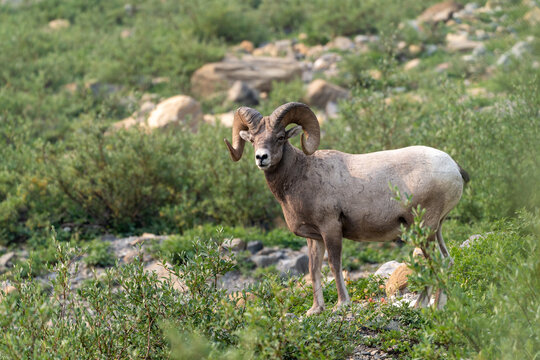 Ram bighorn sheep along the Grinnell Glacier Trail in Glacier National Park Montana