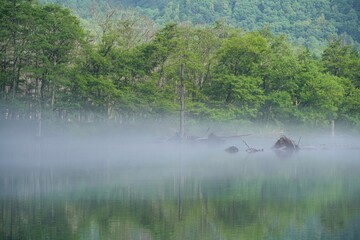 朝霧に包まれた幻想的な大正池の情景＠上高地、長野
