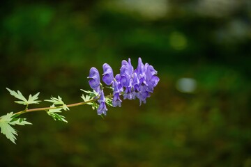 ひっそりと咲く満開のヤチトリカブトの花＠上高地、長野