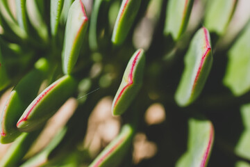 abstract close-up of echeveria desert rose succulent plant in tropical backyard