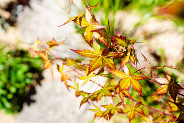 close-up of japanese maple plant outdoor in sunny backyard