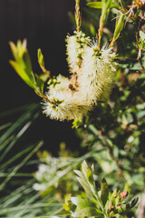 native Australian yellow bottlebrush callistemon tree outdoor shot at shallow depth of field
