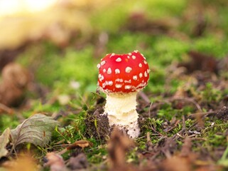 可愛いベニテングダケ