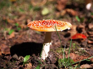 可愛いベニテングダケ