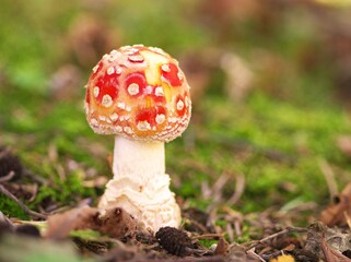 可愛いベニテングダケ