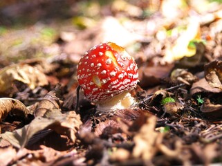 可愛いベニテングダケ