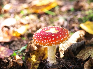 可愛いベニテングダケ