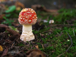 可愛いベニテングダケ