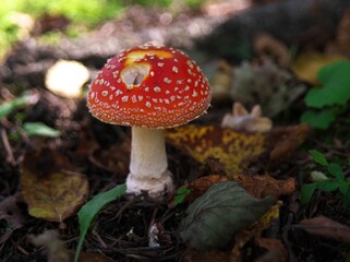 可愛いベニテングダケ