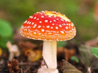 可愛いベニテングダケ