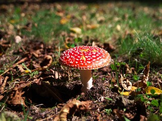 可愛いベニテングダケ