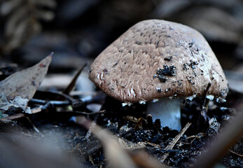 Fungi in the Wonthaggi Wetlands Conservation Park in Autumn, mushroom which may also be a toadstool