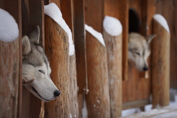 ハスキー、シベリアンハスキー、犬ぞり