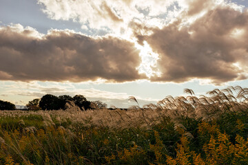 Japanese pampas grass (Miscanthus sinensis) in Nara palace site historical park
