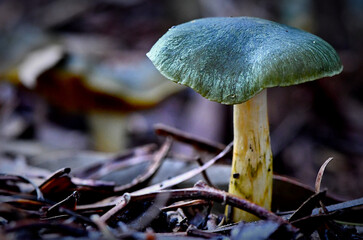 Fungi in the Wonthaggi Wetlands Conservation Park in Autumn, mushroom which may also be a toadstool