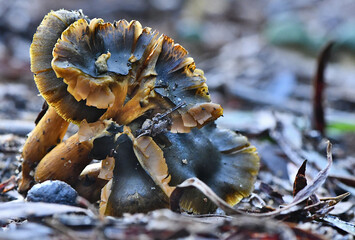 Fungi in the Wonthaggi Wetlands Conservation Park in Autumn, mushroom which may also be a toadstool