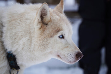 ハスキー、白い犬、犬ぞり