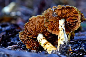 Fungi in the Wonthaggi Wetlands Conservation Park in Autumn, mushroom which may also be a toadstool
