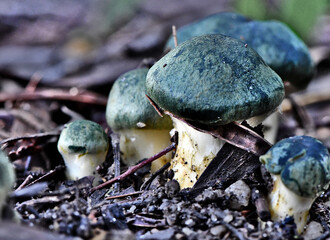Fungi in the Wonthaggi Wetlands Conservation Park in Autumn, mushroom which may also be a toadstool