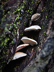 Fungi in the Wonthaggi Wetlands Condservation Park in Autumn, mushroom which may also be a toadstool