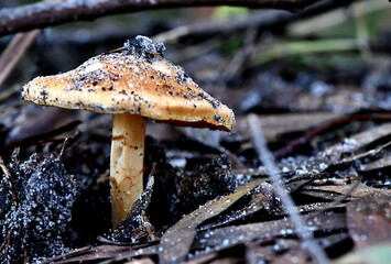 Fungi in the Wonthaggi Wetlands Condservation Park in Autumn, mushroom which may also be a toadstool