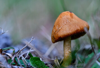 Fungi in the Wonthaggi Wetlands Conservation Park in Autumn, mushroom which may also be a toadstool