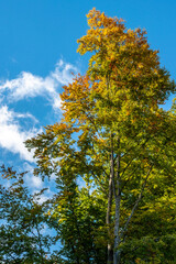 Trees in colorful autumn colors in Wichsenstein, Franconian Switzerland, Germany