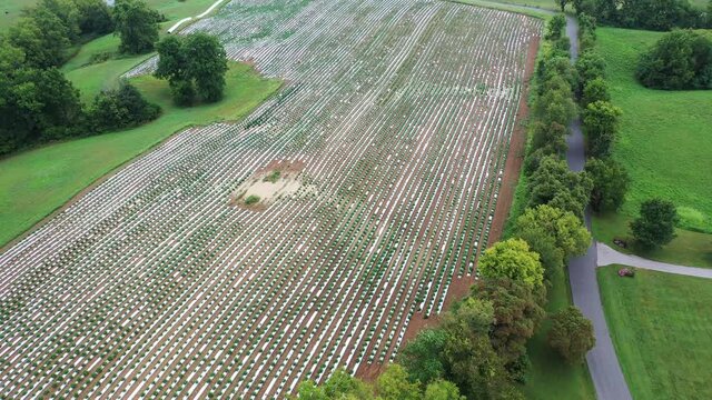 Aerial Video of Hemp Farming Field in Warsaw, Kentucky