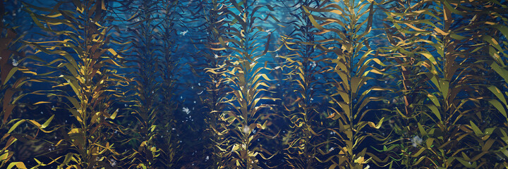 beautiful kelp forest, brown algae seaweed  - obrazy, fototapety, plakaty