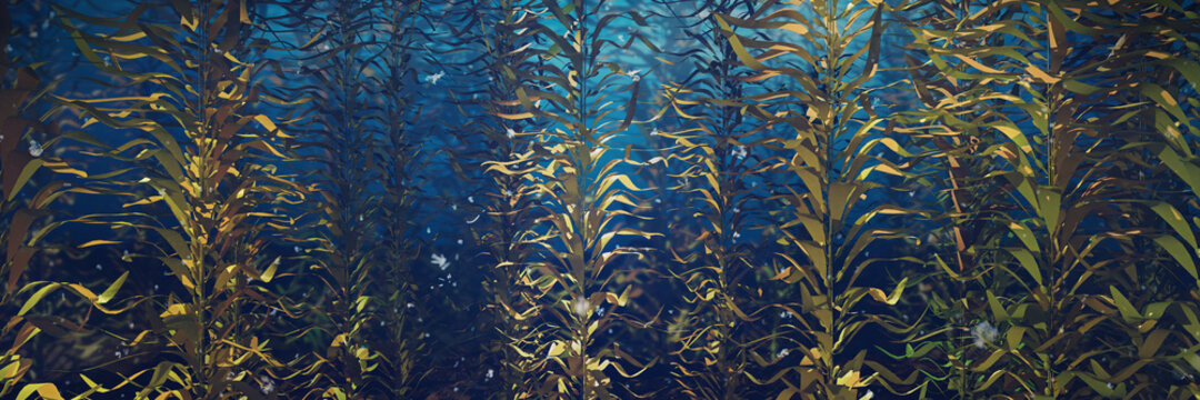 beautiful kelp forest, brown algae seaweed 