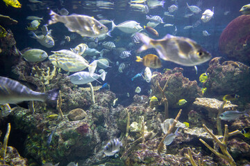 Fishes underwater in Seattle aquarium. Tropical underwater sea water environment.