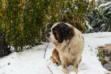 a large dog in snowy weather