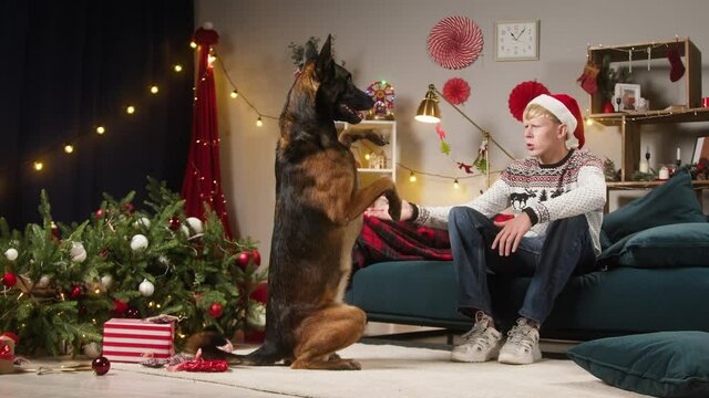 Dog apologizing for dropped christmas tree in living room. Man scolding malinois bard. Guilty puppy standing on back paws. Naughty domestic animal at home. New year time concept.