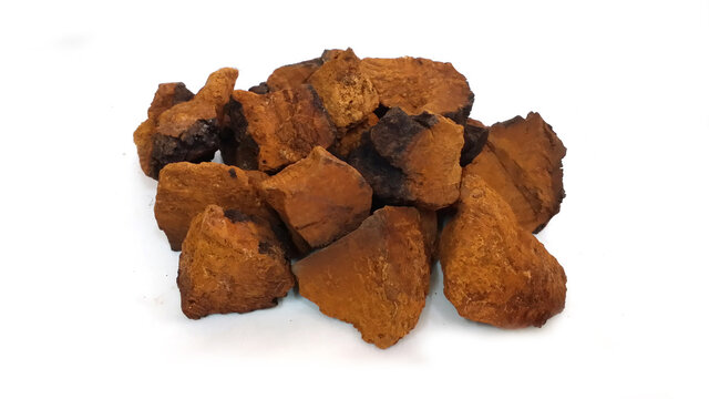 chaga mushroom isolated on white background
