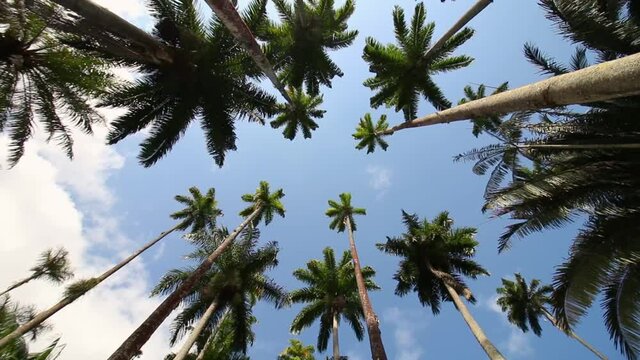 palm tree in the botanical garden in Rio de Janeiro, Brazil.