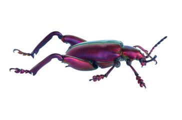 Big-legged or Frog-legged leaf beetle on white background